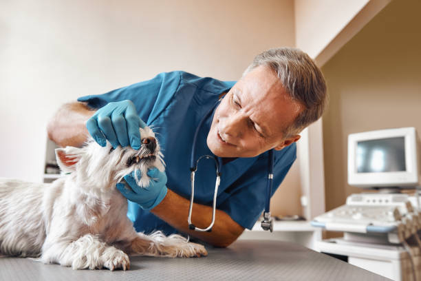 Best Emergency Tooth Extraction in Pine Level, AL